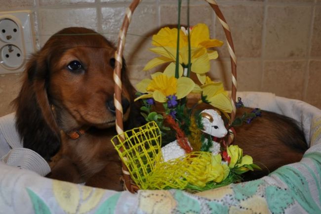 Jamnik d�ugow�osy